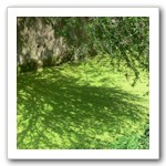 鴛鴦湖舊河道邊樹影婆娑