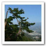 登山步道五葉松，遠處遙望新社臺地