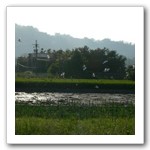 田野清晨有白鷺、八哥、烏鶖等覓食