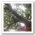 大坑圓環楓香與土地廟