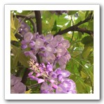 紫藤為鄉居圍籬植物