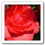 村民種植嬌艷茶花