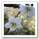 梅花為早年大坑特色