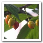 山櫻花果實為綠繡眼的最愛