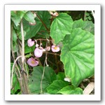 岩生秋海棠為大坑特有花卉