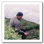 蔬菜溫室栽培，大坑軍功為最早耕作區之一