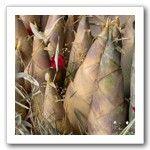 大坑麻竹筍有黃金玉冷筍美名